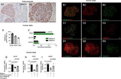 TMEM219 regulates the transcription factor expression and proliferation of beta cells